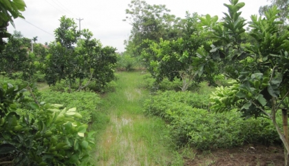 THỦ TỤC CHUYỂN MỤC ĐÍCH SỬ DỤNG ĐẤT TRỒNG CÂY SANG ĐẤT Ở